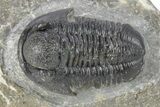 Detailed Gerastos Trilobite Fossil - Morocco #277654-2